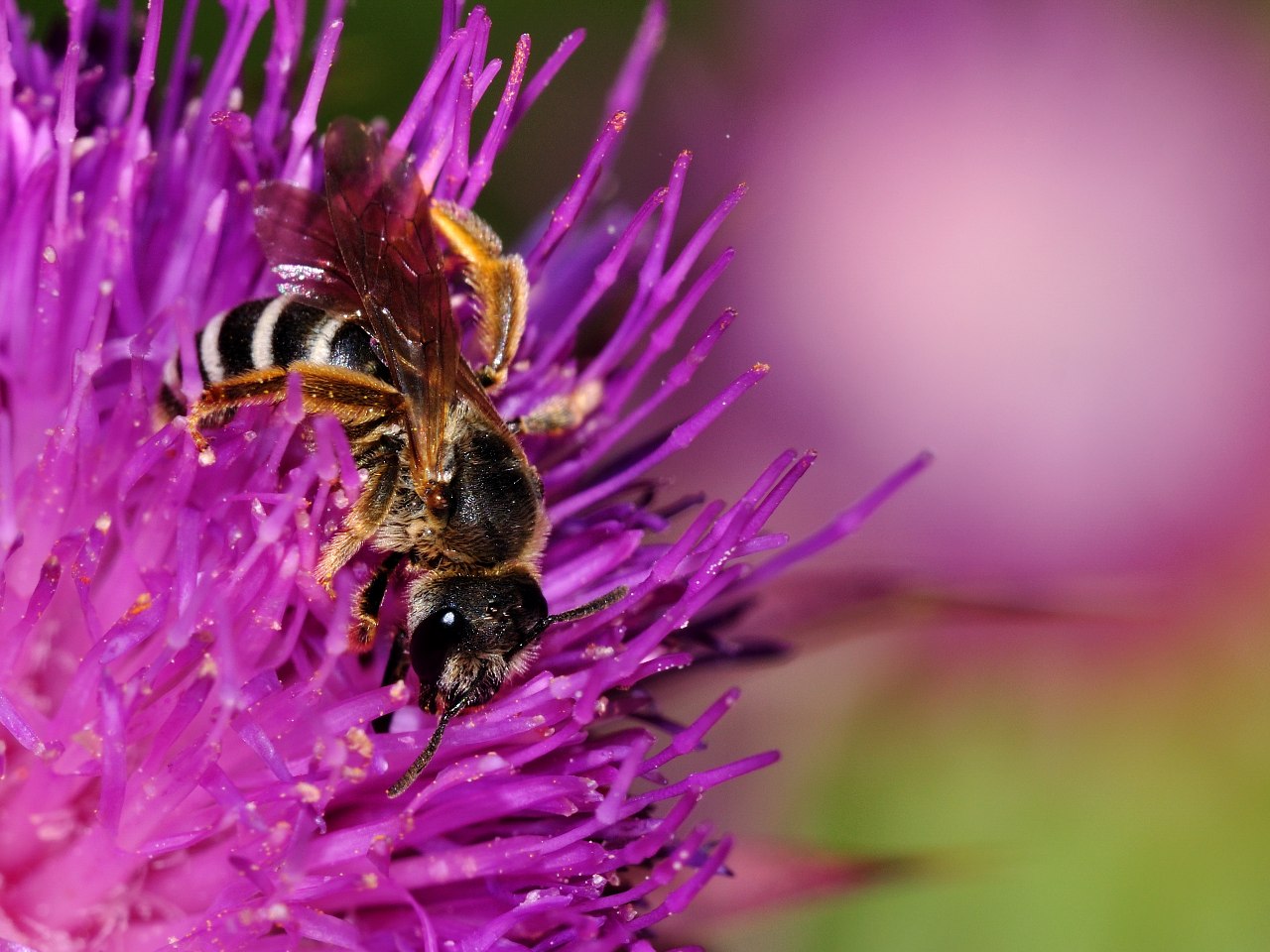 Halictus cfr scabiosae